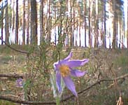 Growers, berries, flowers